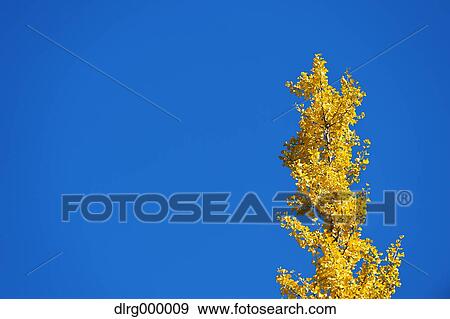 Stock Photo - Autumn leaves. Fotosearch
