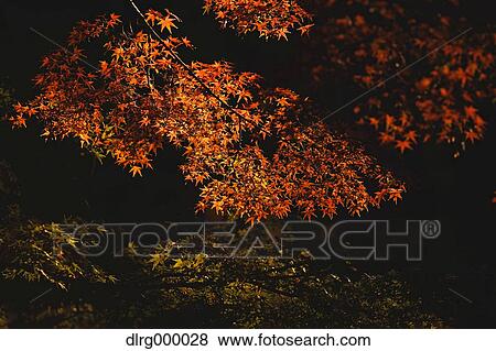 Stock Photo - Autumn leaves. Fotosearch
