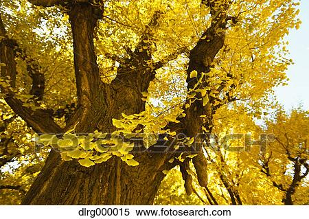 Stock Photography - Autumn leaves. Fotosearch