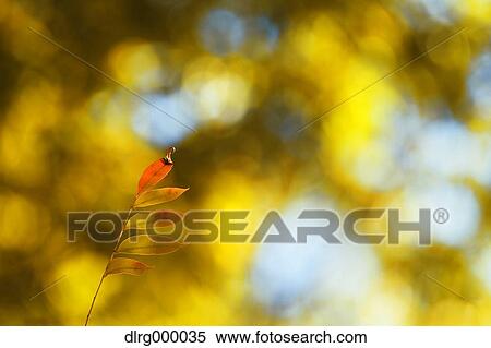 Stock Photography - Autumn leaves. Fotosearch