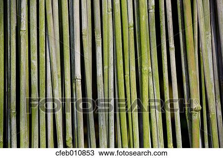 Bamboo Fence View Large Photo Image Stock Image - Bamboo Fence. Fotosearch