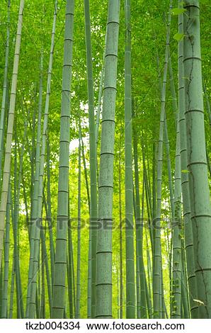 Picture - Bamboo Grove. Fotosearch