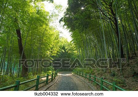 Bamboo Grove View Large Photo Image Stock Image - Bamboo Grove. Fotosearch