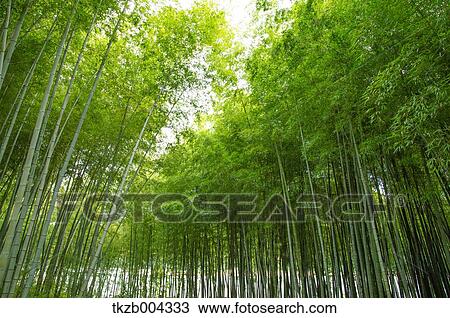 Bamboo Grove View Large Photo Image Stock Image - Bamboo Grove. Fotosearch