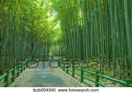 Bamboo Grove View Large Photo Image Stock Image - Bamboo Grove. Fotosearch