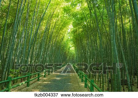 Bamboo Grove View Large Photo Image Stock Photo - Bamboo Grove. Fotosearch