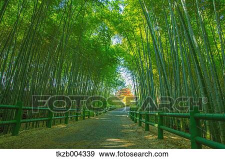 Bamboo Grove View Large Photo Image Stock Photo - Bamboo Grove. Fotosearch