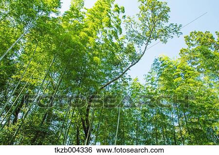 Stock Photograph - Bamboo Grove. Fotosearch