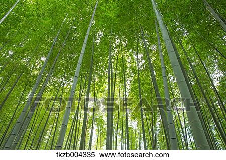 Stock Photography - Bamboo Grove. Fotosearch