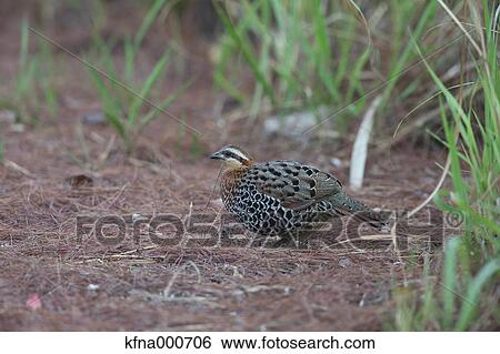 Bamboo Partridge View Large Photo Image Stock Photograph - Bamboo Partridge. Fotosearch