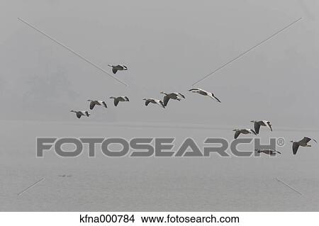 Bar-Headed Goose View Large Photo Image Picture - Bar-Headed Goose. Fotosearch