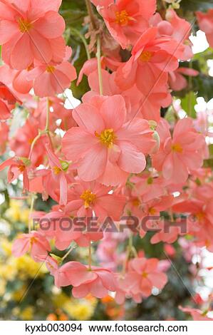 Begonia View Large Photo Image Picture - Begonia. Fotosearch