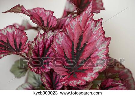 Begonia View Large Photo Image Stock Image - Begonia. Fotosearch