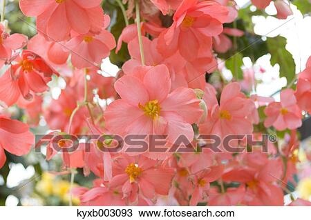 Stock Image - Begonia. Fotosearch