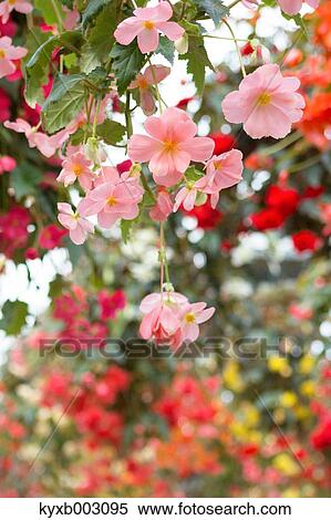 Begonia View Large Photo Image Stock Photography - Begonia. Fotosearch