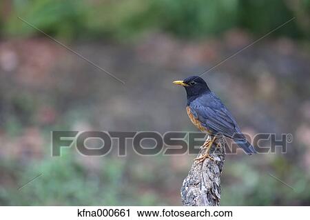 Stock Image - Black-Breasted Thrush. Fotosearch