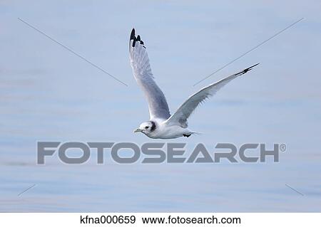 Stock Photo - Black-Legged Kittiwake. Fotosearch