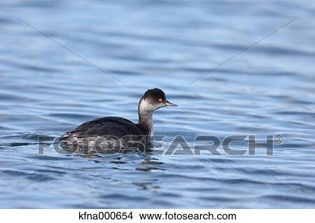 Black-Necked Grebe View Large Photo Image Picture - Black-Necked Grebe. Fotosearch