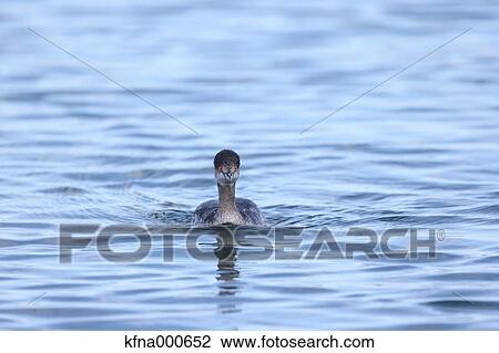 Black-Necked Grebe View Large Photo Image Stock Image - Black-Necked Grebe. Fotosearch
