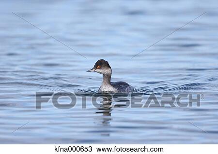 Black-Necked Grebe View Large Photo Image Stock Image - Black-Necked Grebe. Fotosearch