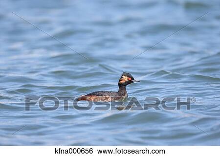 Black-Necked Grebe View Large Photo Image Stock Photograph - Black-Necked Grebe. Fotosearch