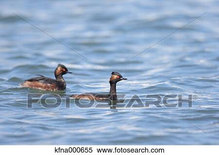Stock Photography - Black-Necked Grebe. Fotosearch
