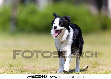 Border Collie View Large Photo Image Stock Image - Border Collie. Fotosearch