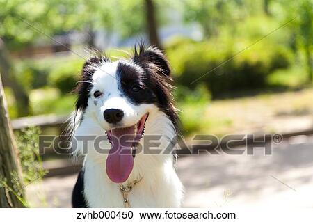 Stock Image - Border Collie. Fotosearch