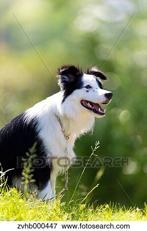 Border Collie View Large Photo Image Stock Photo - Border Collie. Fotosearch