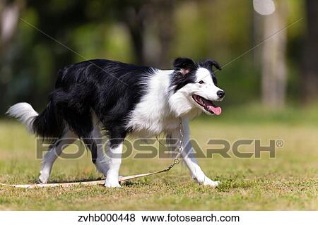 Stock Photo - Border Collie. Fotosearch