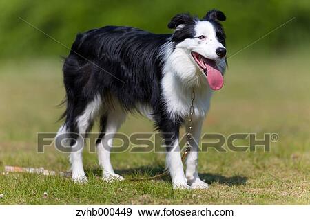 Border Collie View Large Photo Image Stock Photo - Border Collie. Fotosearch