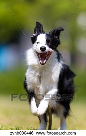 Stock Photograph - Border Collie. Fotosearch
