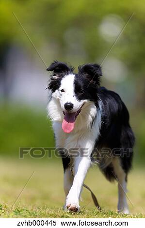 Stock Photography - Border Collie. Fotosearch