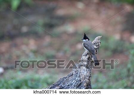 Picture - Brown-eared Bulbul. Fotosearch