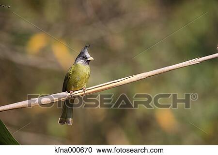 Brown-eared Bulbul View Large Photo Image Stock Image - Brown-eared Bulbul. Fotosearch