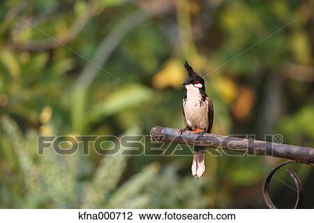 Brown-eared Bulbul View Large Photo Image Stock Image - Brown-eared Bulbul. Fotosearch
