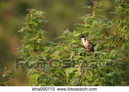 Brown-eared Bulbul View Large Photo Image Stock Image - Brown-eared Bulbul. Fotosearch