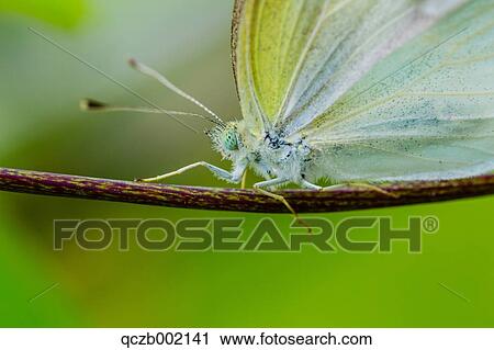 Cabbage Butterfly View Large Photo Image Stock Image - Cabbage Butterfly. Fotosearch