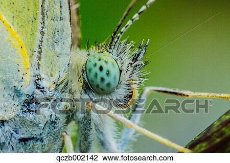 Cabbage Butterfly View Large Photo Image Stock Image - Cabbage Butterfly. Fotosearch