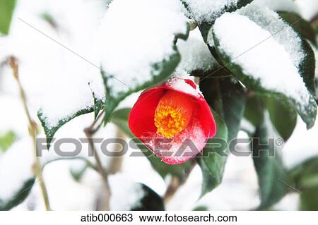 Camellia View Large Photo Image Stock Image - Camellia. Fotosearch