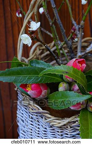 Stock Image - Camellia. Fotosearch