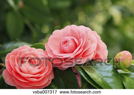 Camellia View Large Photo Image Stock Photo - Camellia. Fotosearch