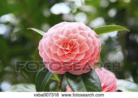 Camellia View Large Photo Image Stock Photo - Camellia. Fotosearch