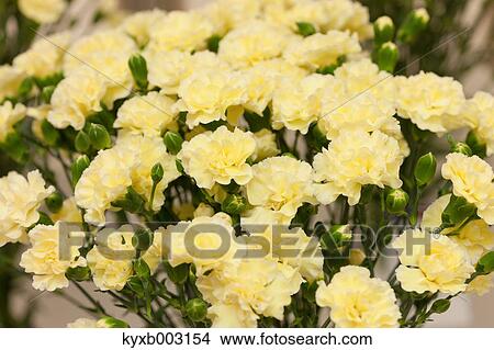 Picture - Carnation. Fotosearch