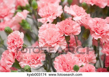 Picture - Carnation. Fotosearch