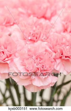Carnation View Large Photo Image Stock Image - Carnation. Fotosearch
