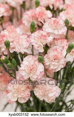 Carnation View Large Photo Image Stock Image - Carnation. Fotosearch