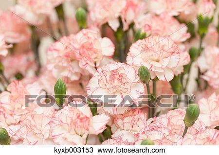 Stock Image - Carnation. Fotosearch