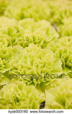 Stock Image - Carnation. Fotosearch