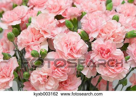 Stock Image - Carnation. Fotosearch